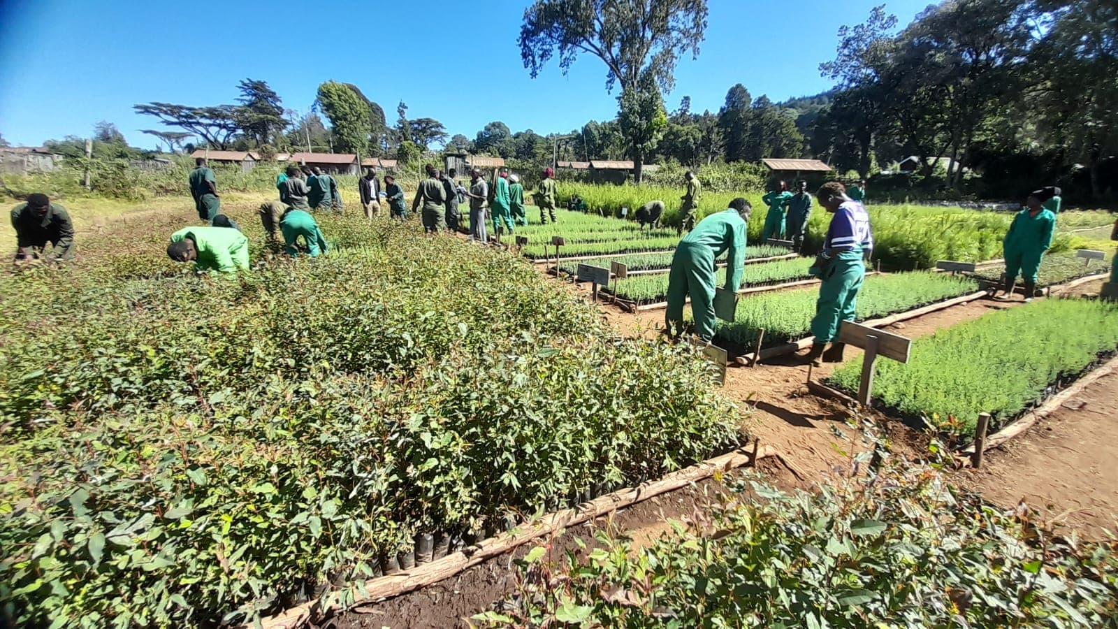 From Nurseries to Forests