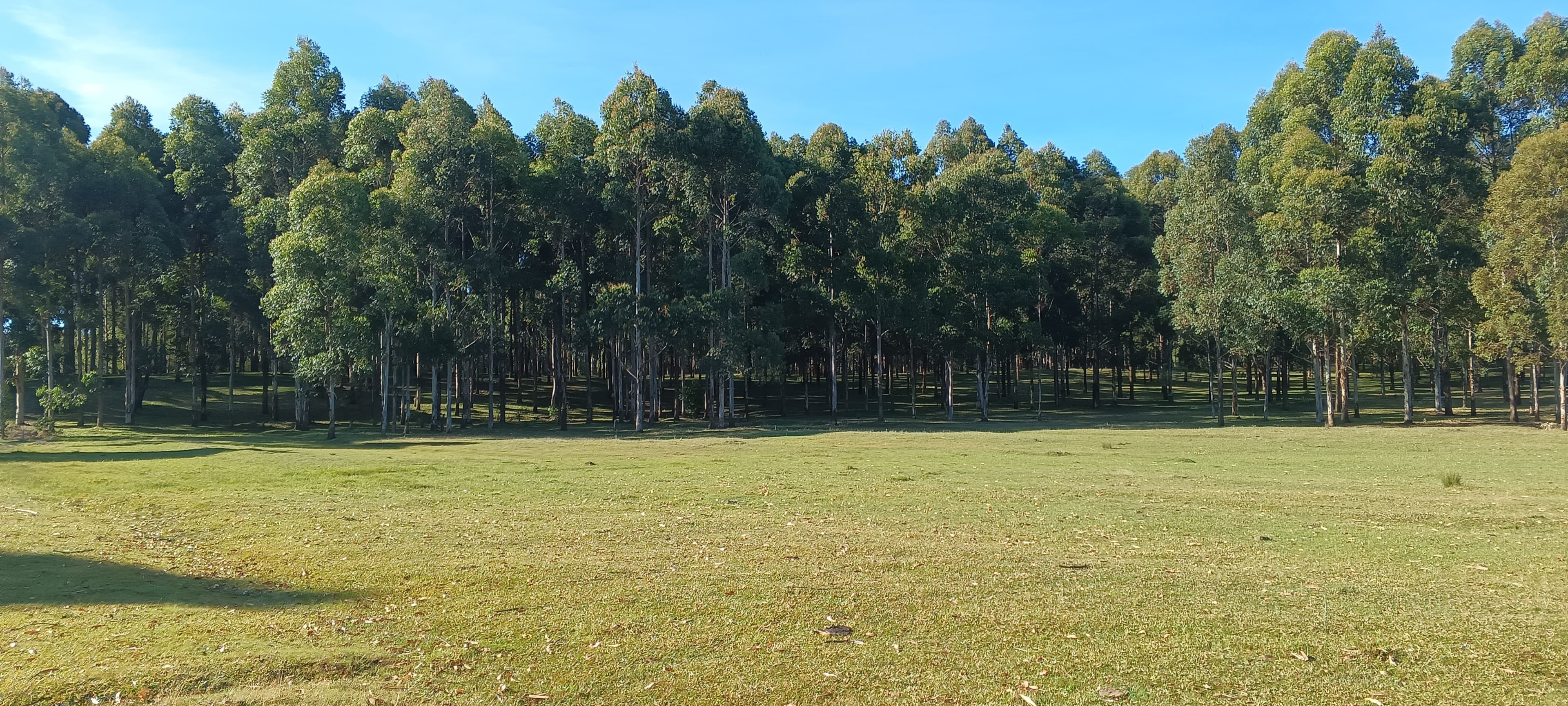 Masaita Forest Block